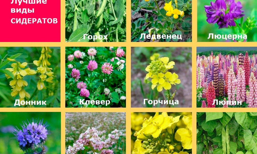 Сидераты - зеленые удобренияе